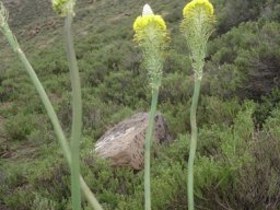 Bulbine narcissifolia